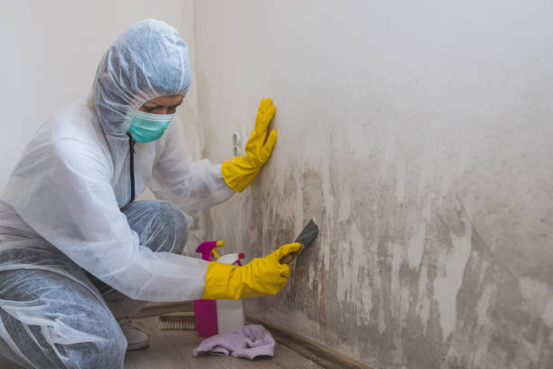 Best Basement Mold Remediation in Manchester, VA
