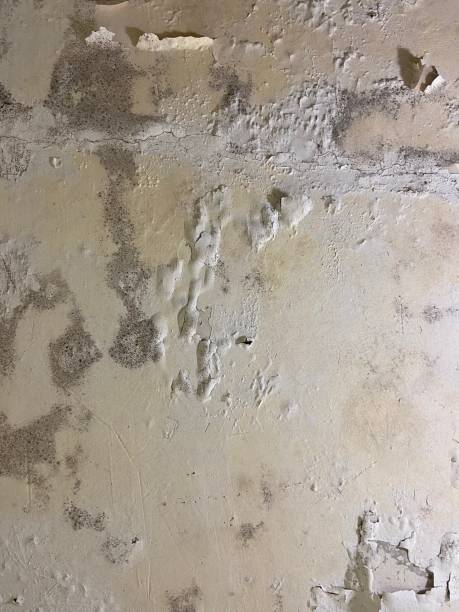 Best Basement Mold Remediation in Manchester, VA