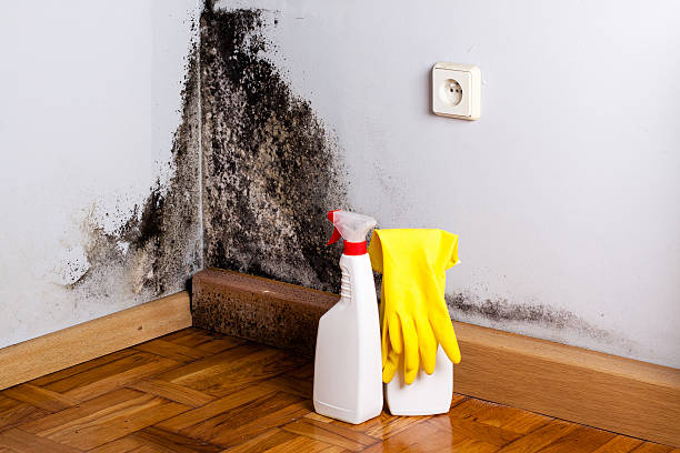 Best Emergency Mold Remediation in Manchester, VA
