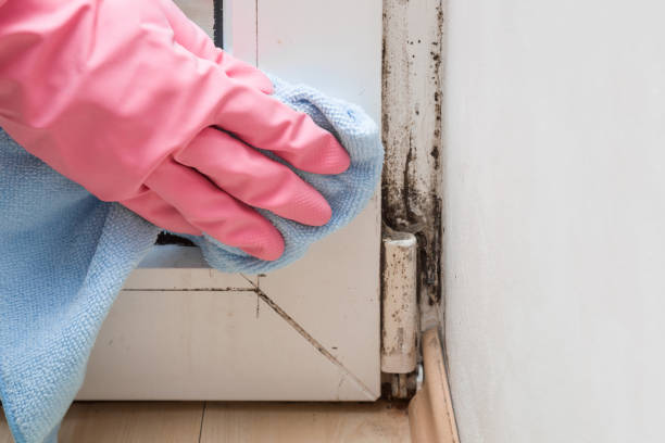 Best Commercial Mold Remediation in Manchester, VA